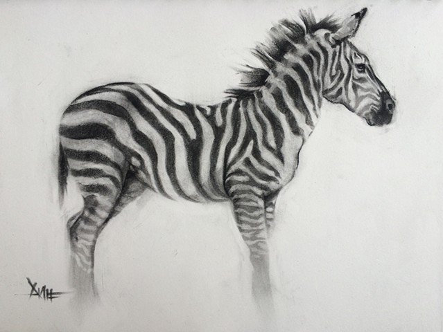 aimee kuester animal natural history museum la charcoal pastel drawing art artwork zebra stripes african animals