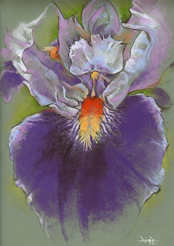 aimee kuester artist fleur de lis iris flower floral pastel colorful purple pretty nature macro natural history museum la charcoal pastel for sale drawing art artwork 