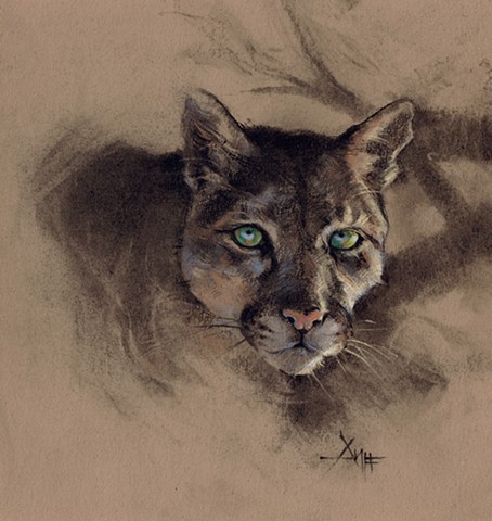 aimee kuester animal natural history museum la charcoal pastel for sale drawing art artwork mountain lion cougar big cats feline cat cats animals beautiful for sale aimee artist