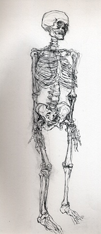 anatomy skeleton drawing of a human