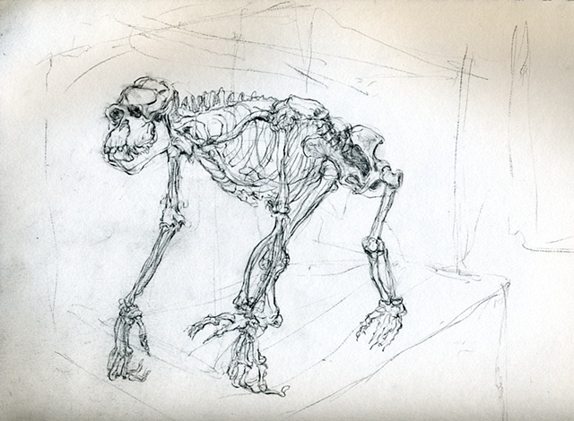 anatomy skeleton drawing of a chipanzee