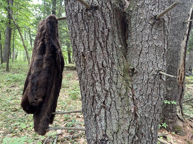 Beaver Project