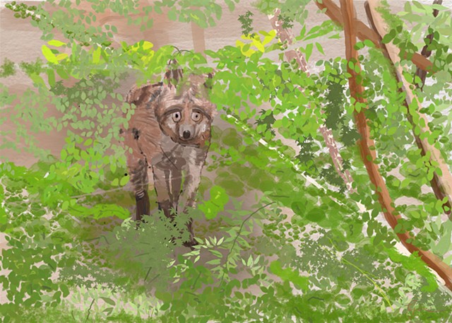 Red Fox emerging
