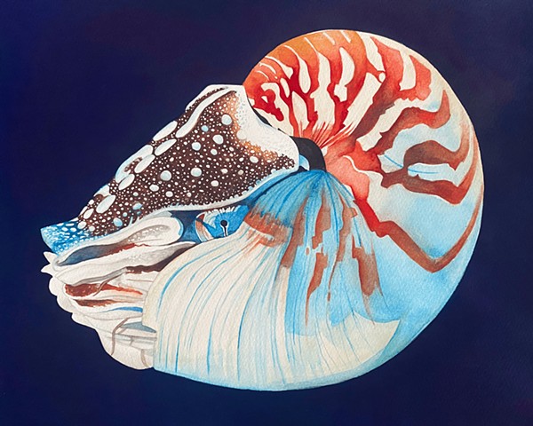 Nautilus