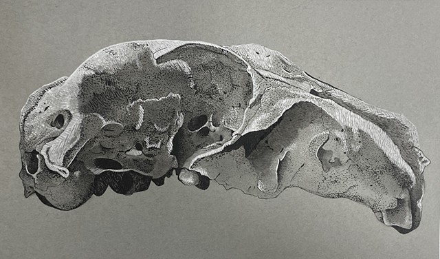 Rodent Skull