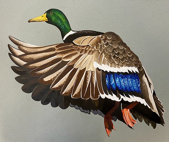 Male Mallard Duck in Flight