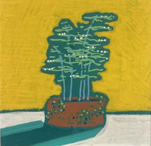 Asparagus Fern