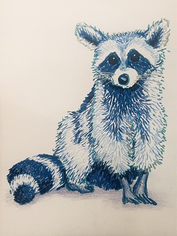 Racoon