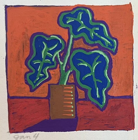 Alocasia