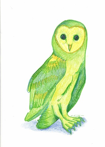 Barn Owl