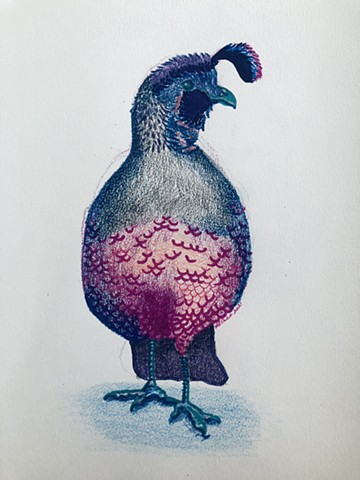 Quail