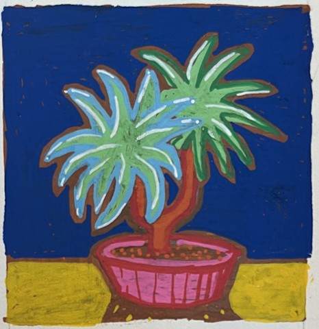 Dracaena 1