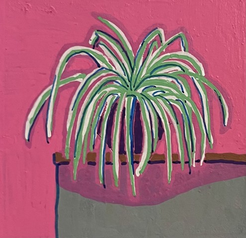 Spider Plant