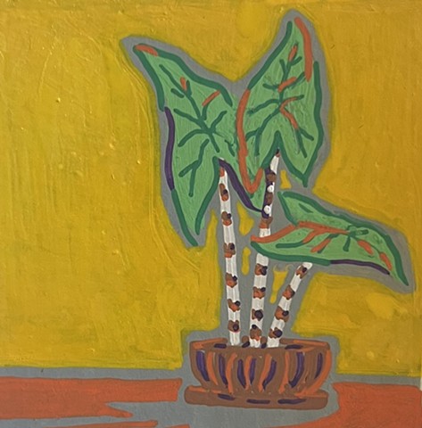 Alocasia Zebrina