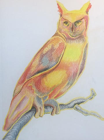 Great Horned Owl