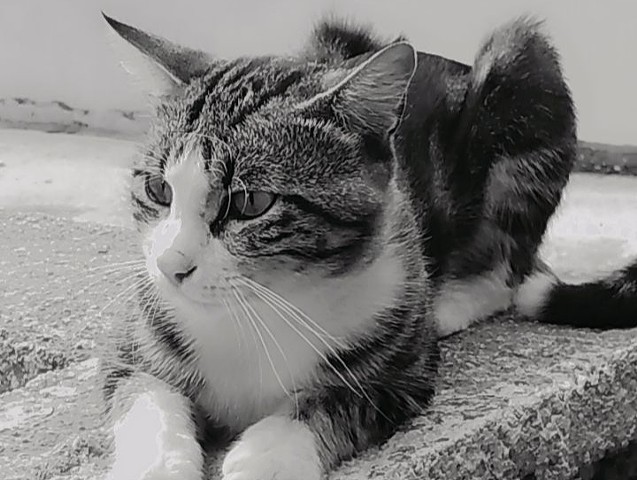 Cat 2