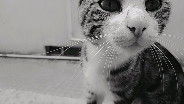 Sniff