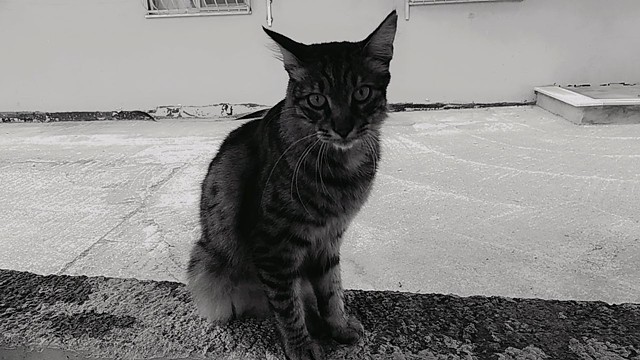 Cat 4