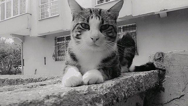 Cat 3