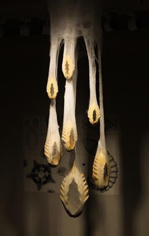 Digital Specimen