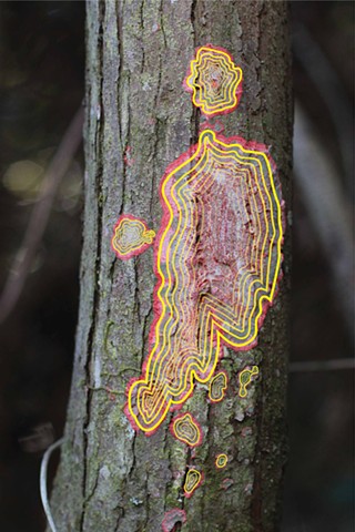 Lichen growth rings