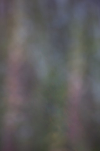 Untitled Photo Experiment VIII.