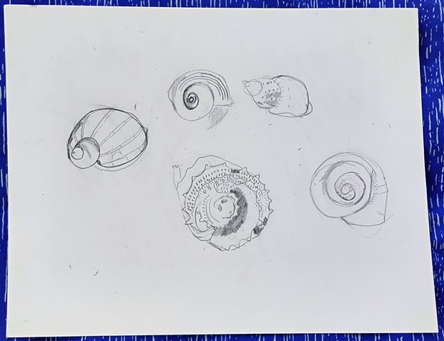 Seashells