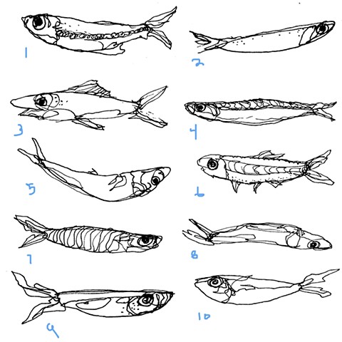 Early deadfish logo draft