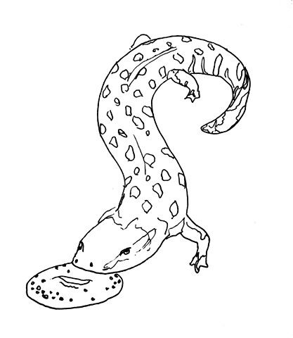 Hellbender Bagel Logo