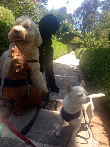 Aunt Effie's Pet Sitting and Dog Walking