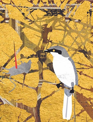 Northern Shrike