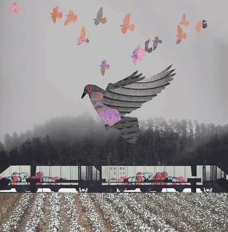 Pigeon