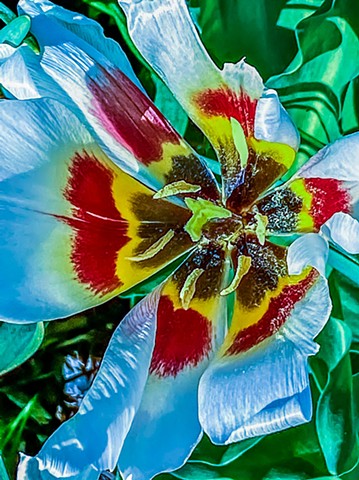 Botanical Art