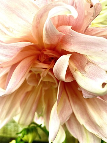 Chrysanthemum 2