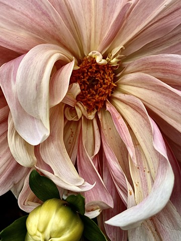 Chrysanthemum 1