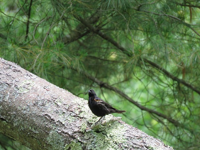 Red wing Blackbird