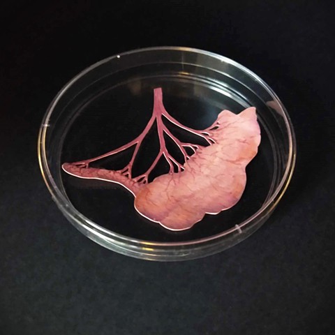Petri Dishes