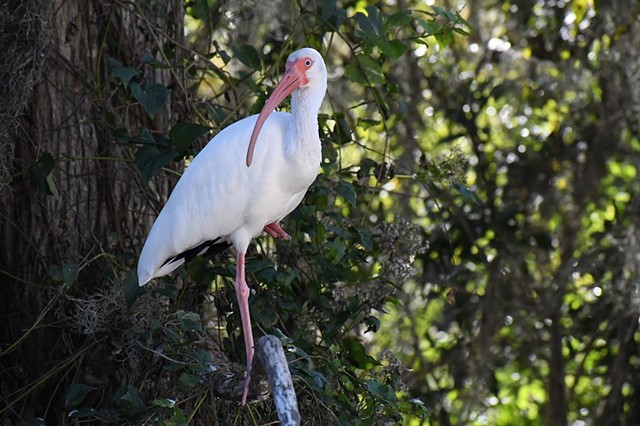 spoonbill station
