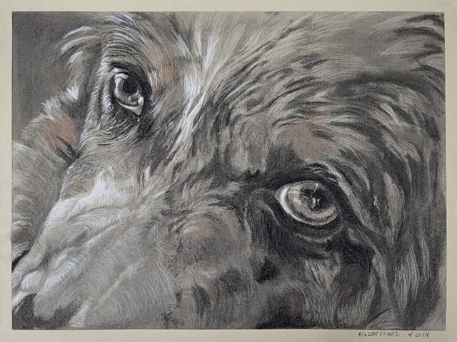 Molly, 4 of 4