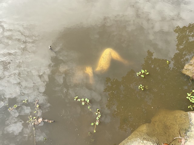 Collaboration with Nature