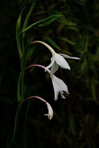 Associates Portfolio