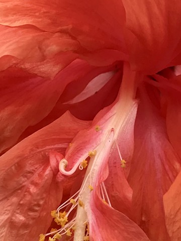 Hibiscus Fire