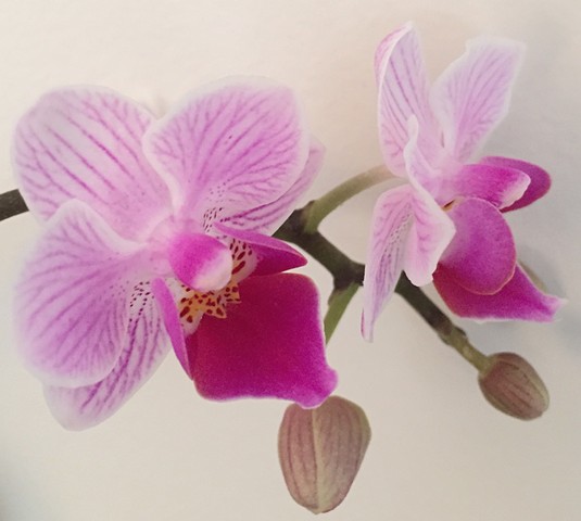 Twin Orchids