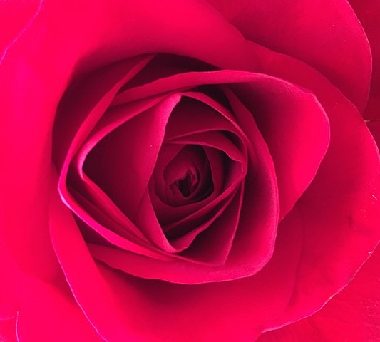 Red Rose