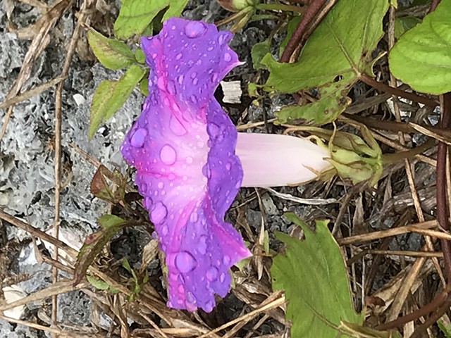 Purple Rain