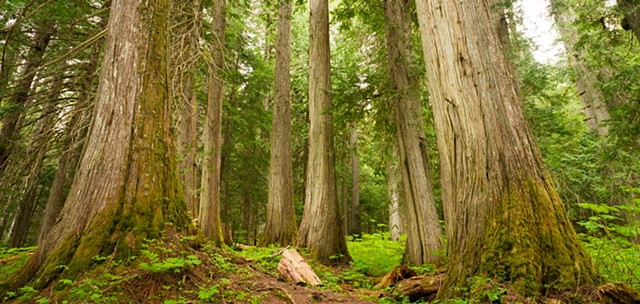 old growth