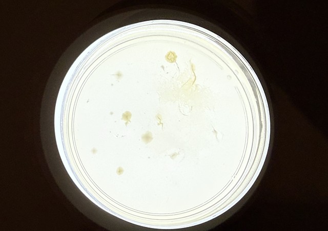 Algae Flux