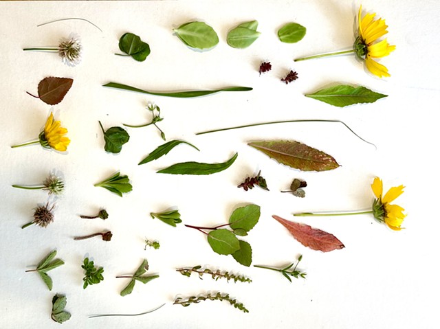 GreenRoof Samples