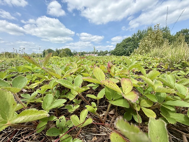 The Forge GreenRoof