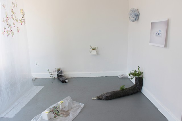 contemporary art installation, local species, relational aesthetics, Alicia Escott  